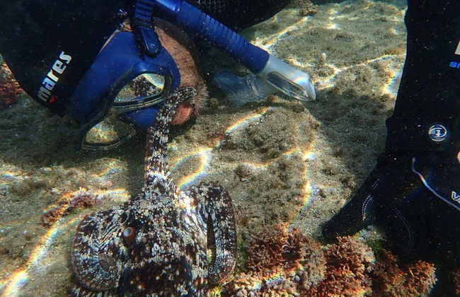 Snorkel nocturno en la playa Porto dos Frades - Foto 2