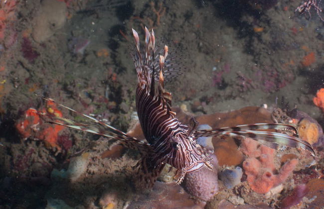 Scuba Diving in Portobelo - Foto 5