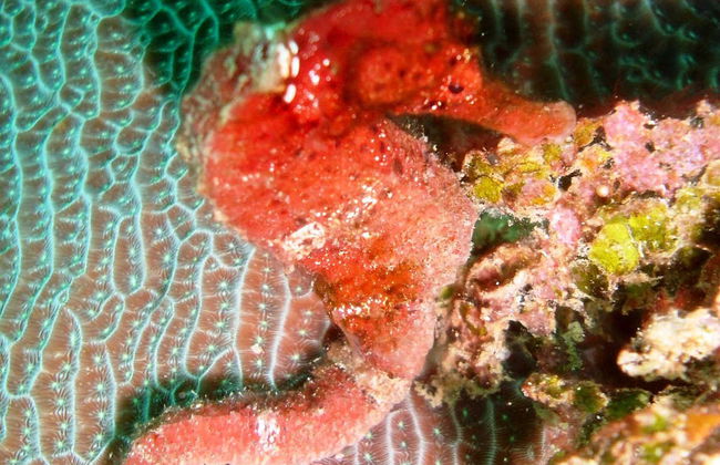 Scuba Diving in Portobelo - Foto 2