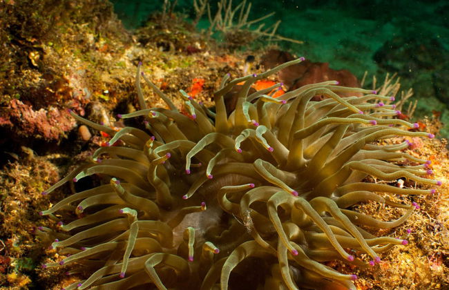 Scuba Diving in Portobelo - Foto 6