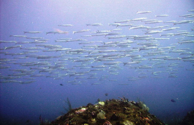 Scuba Diving in Portobelo - Foto 3