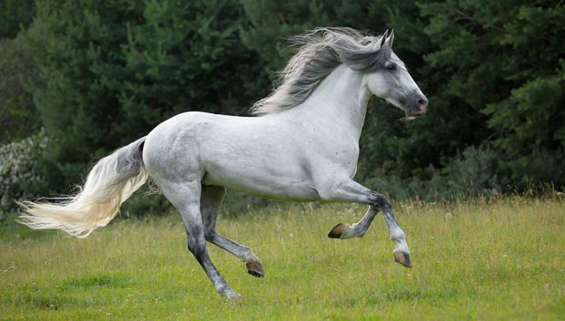 Ruta de toros y vino por el Condado de Huelva - Foto 2
