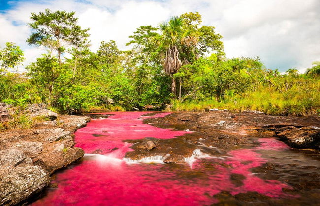 Caño Cristales Excursion - Foto 3