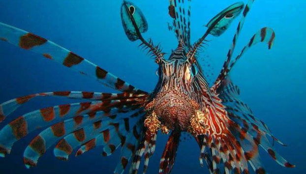 Buceo en los arrecifes de Bohol - Foto 3