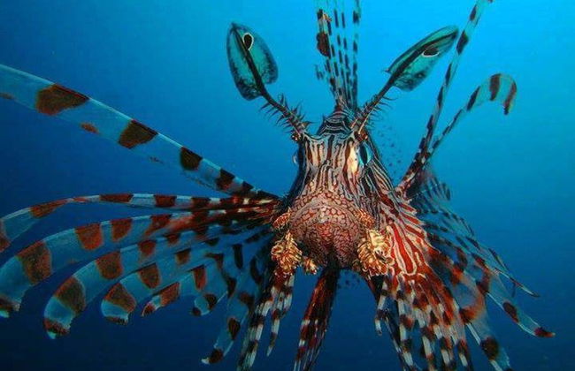 Buceo en los arrecifes de Bohol - Foto 3