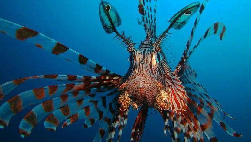 Bautismo de buceo en Bohol - Foto 2