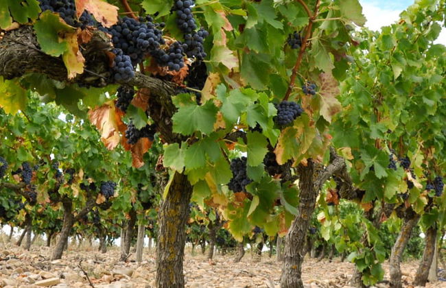 Wine Tour of Guanajuato - Foto 7