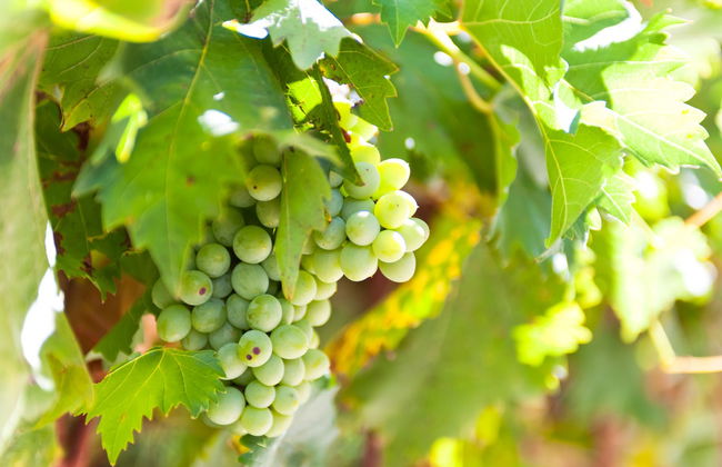 Wine Tour of Guanajuato - Photo 6