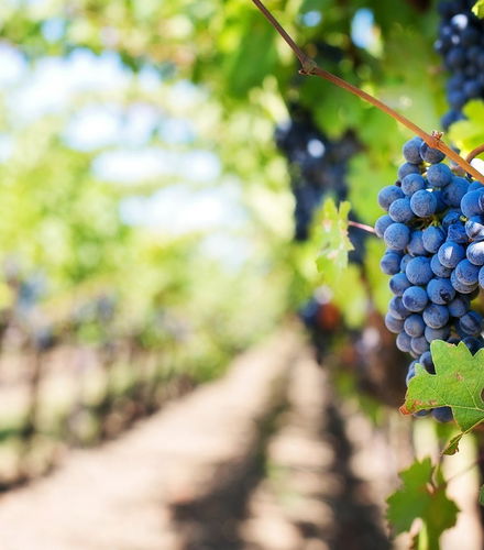 Foto de Tour del vino por Guanajuato