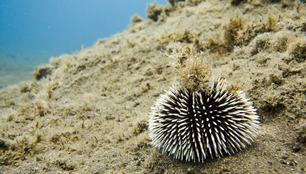 Los Cristianos PADI Open Water Scuba Diving Course - Foto 3