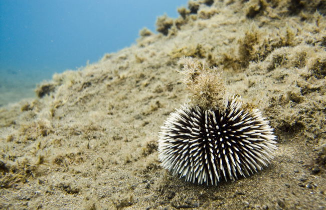 Los Cristianos Beginners Scuba Diving Lesson - Foto 7