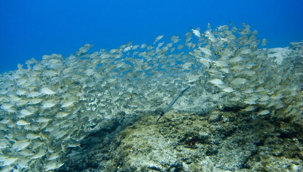 Los Cristianos PADI Open Water Scuba Diving Course - Foto 4