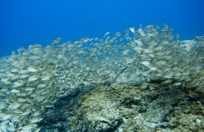 Los Cristianos Beginners Scuba Diving Lesson - Foto 6