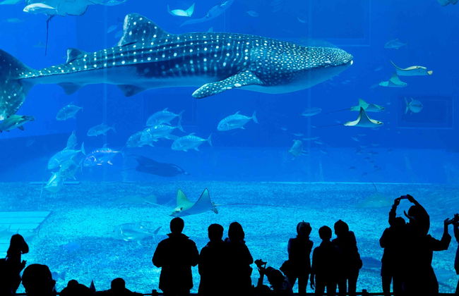 Entrada al Acuario de Georgia - Foto 8