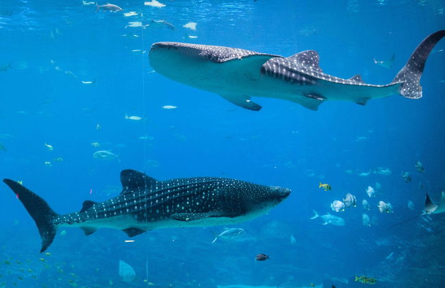 Entrada al Acuario de Georgia - Foto 5