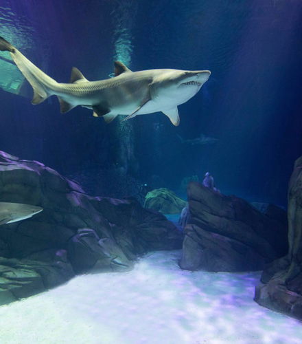 Foto de Entrada al Acuario de Georgia