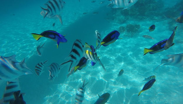 Snorkel en el Atolón Mnemba - Foto 2