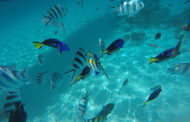 Snorkeling all'atollo di Mnemba - Foto 2