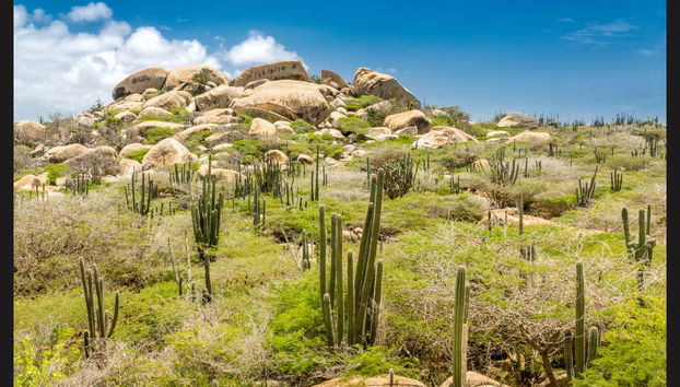 Horseback Riding in Northern Aruba - Photo 3