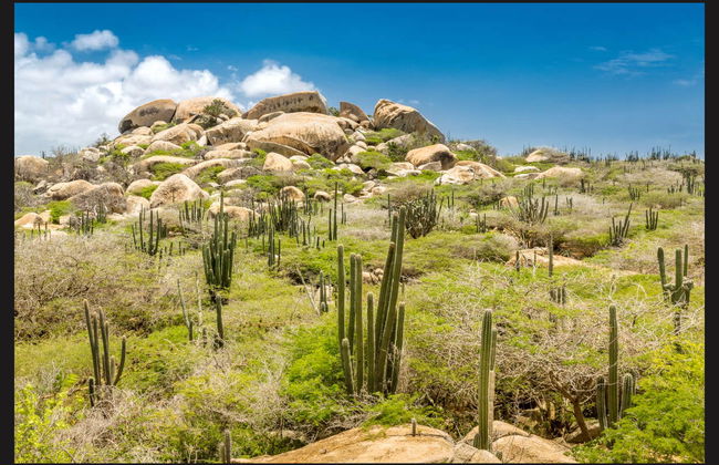 Horseback Riding in Northern Aruba - Foto 3