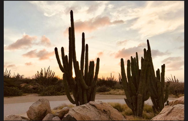 Horseback Riding in Northern Aruba - Foto 1