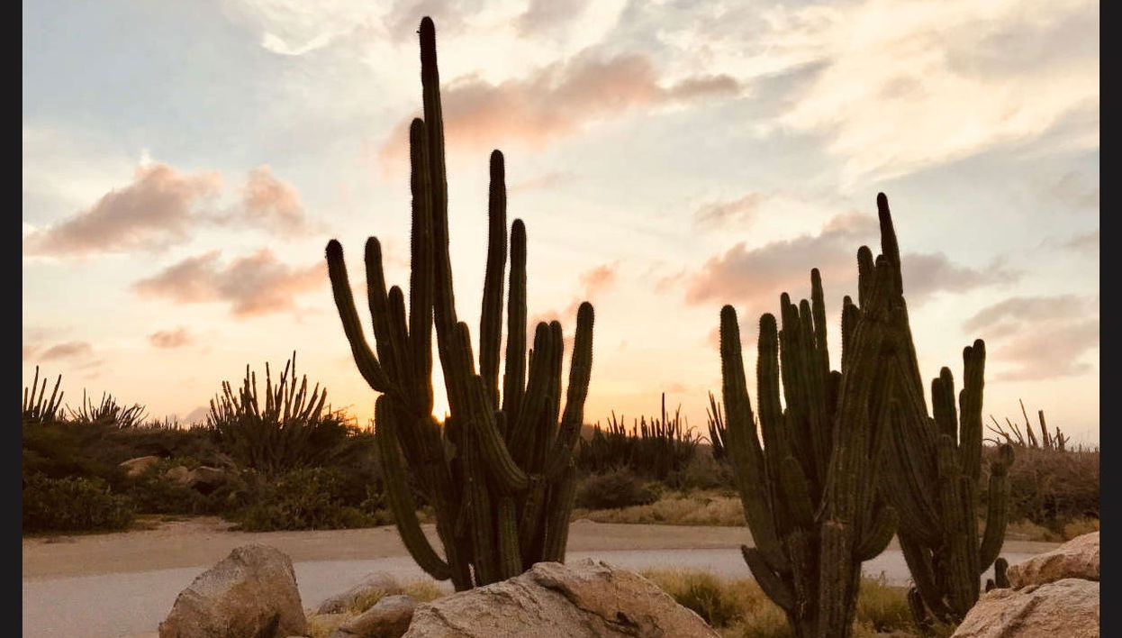 Horseback Riding in Northern Aruba - Photo 1