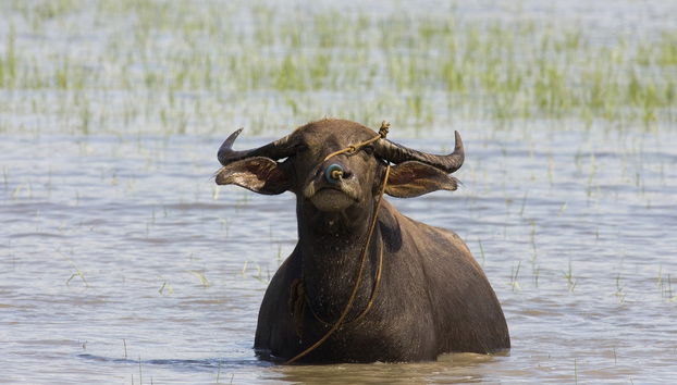Langkawi Private Tour - Photo 2