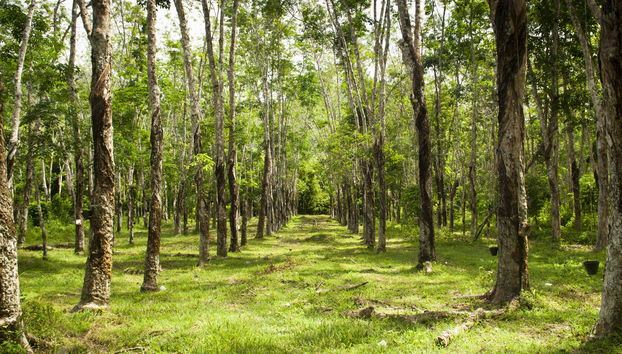 Langkawi Private Tour - Photo 5