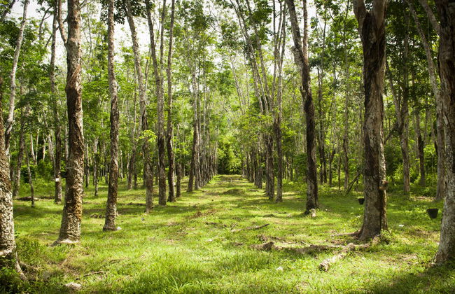 Visite privée de Langkawi - Photo 5