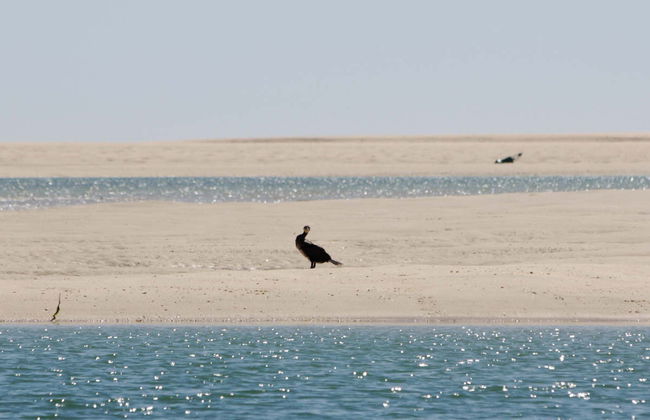 Avistamiento de aves en la Ría Formosa - Foto 4