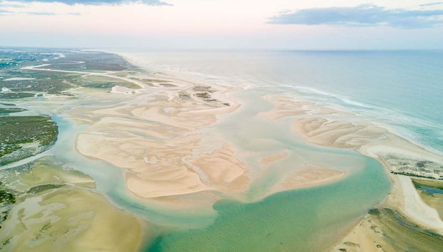 Avistamiento de aves en la Ría Formosa - Foto 5