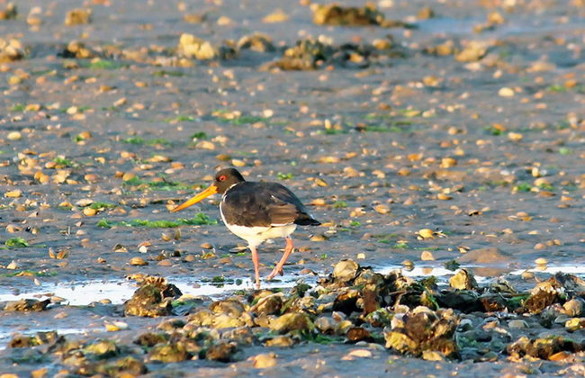 Avistamiento de aves en la Ría Formosa - Foto 5