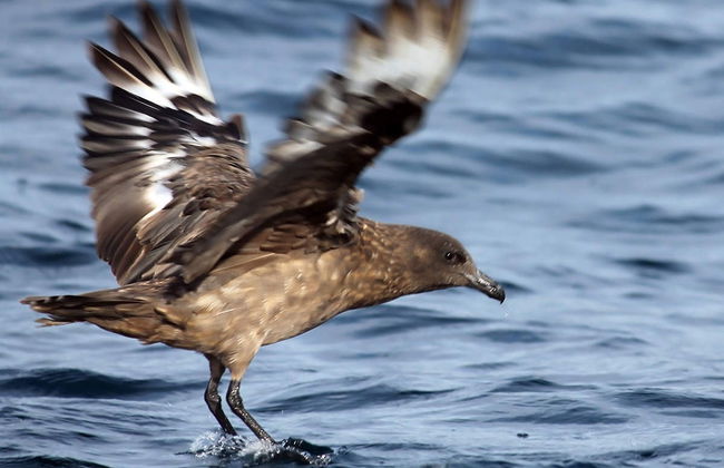 Avistamiento de aves en la Ría Formosa - Foto 2