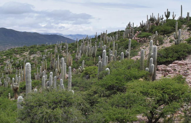 Excursión a la Quebrada de Sapagua + Comunidad de Hornaditas - Foto 8