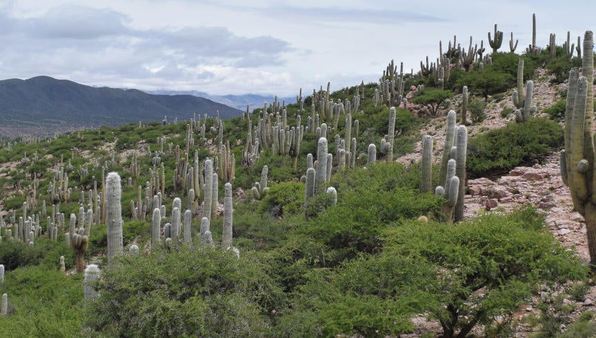 Excursión a la Quebrada de Sapagua + Comunidad de Hornaditas