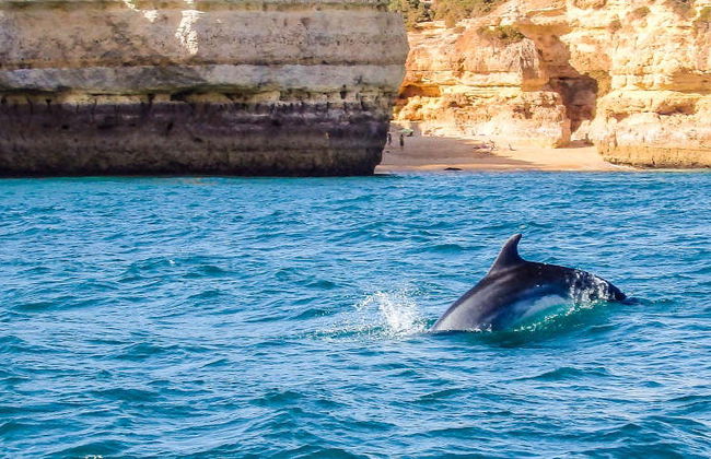 Avistamiento de delfines en Albufeira - Foto 6