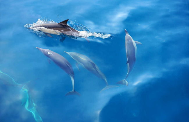 Avistamento de golfinhos em Albufeira - Foto 1