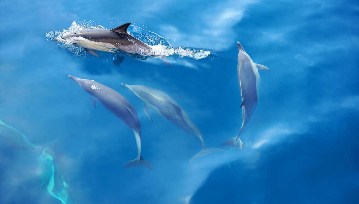 Dolphin Watching in Albufeira - Photo 1