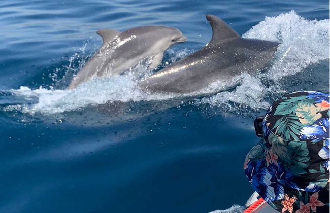 Avistamiento de delfines en Albufeira - Foto 5