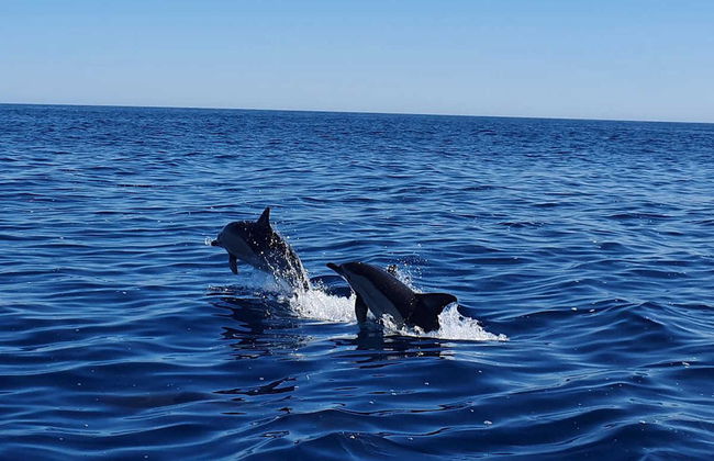 Avistamiento de delfines en Albufeira - Foto 3
