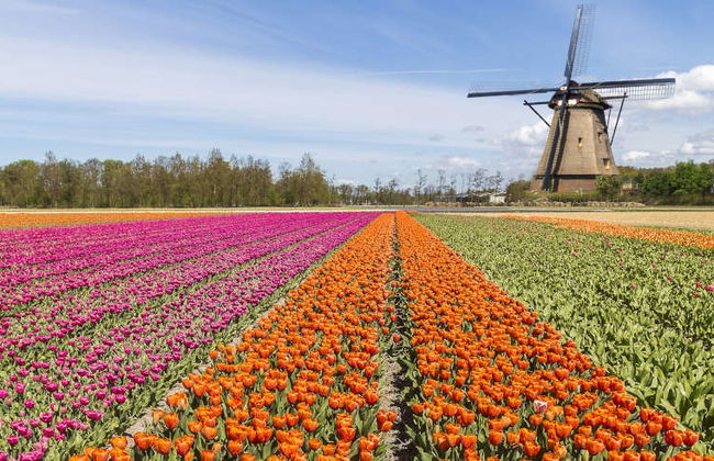 Excursión a Keukenhof y Delft - Foto 3