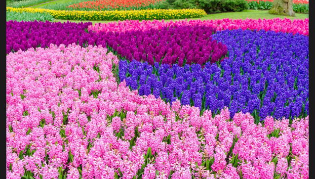 Keukenhof & Delft Day Trip - Photo 3