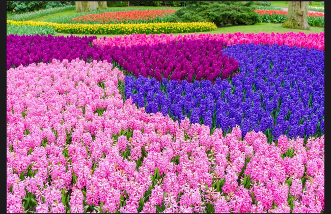 Excursão ao Keukenhof e a Delft - Foto 3