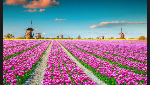 Keukenhof & Delft Day Trip - Photo 4