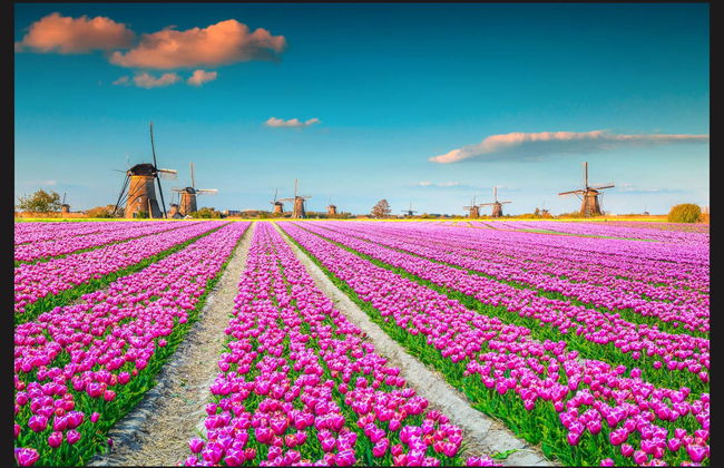 Excursão ao Keukenhof e a Delft - Foto 4