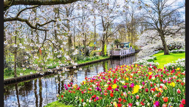 Keukenhof & Delft Day Trip - Photo 2