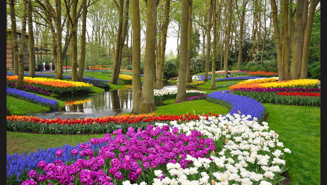 Keukenhof & Delft Day Trip - Photo 1