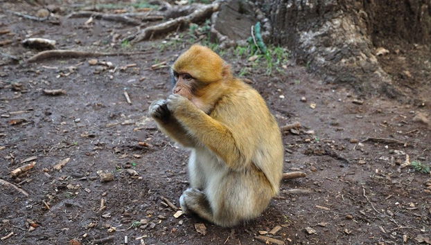 Excursion de 3 jours dans le désert de Merzouga jusqu'à Fès - Photo 5