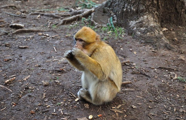 Escursione di 3 giorni nel deserto di Merzouga fino a Fès - Foto 5