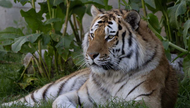 Biglietti per lo Zoo Aquarium - Foto 4